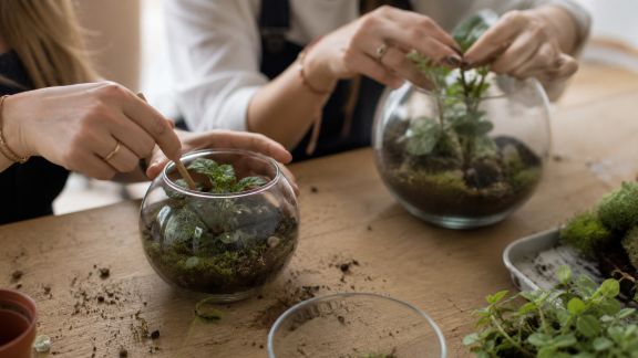 Atelier de création de terrariums : rapporter un souvenir végétal de l’EVJF